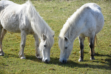 Grazing Pair of White Eriskay Ponies in Scotland