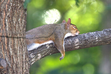 Grey squirrel napping on tree limb. 