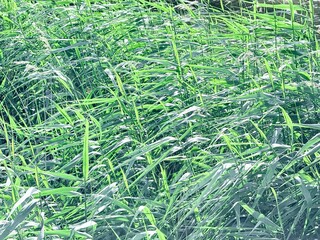 natural high green grass, natural herbs background