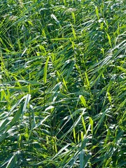natural high green grass, natural herbs background