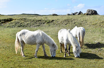 Obraz premium Trio of White Eriskay Ponies Grazing in Scotland