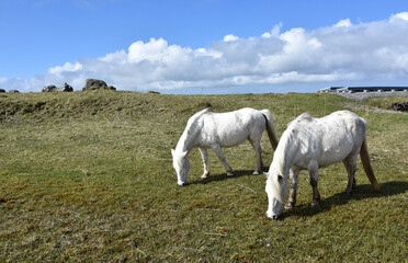 Two White Eriskay Ponies Grazing in a Field