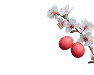 Photo of delicate pink cherry blossoms adorn a branch with two vibrant red easter eggs, isolated on a clean transparent background, symbolizing spring renewal and festive celebration