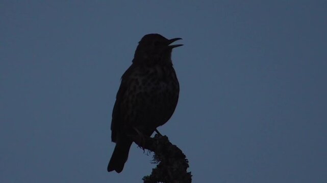 Silhouette of a Song Thrush (Turdus philomelos) Singing From a Treetop at Dusk