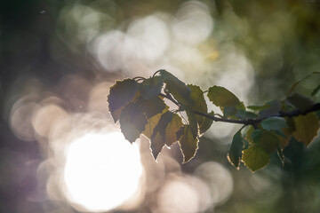Branch of birch tree, Betula pendula, silver birch, warty birch, European white birch, with green...
