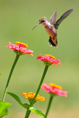 Ruby throated hummingbird infight around colorful flowers.  © Mark