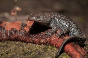 Mole salamander macro portrait
