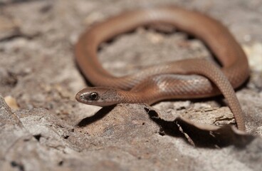 Smooth Earth snake macro portrait 