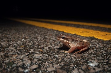 Wood frog on the road