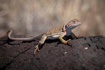 Eastern Collared lizard on a rock