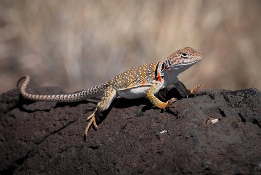 Eastern Collared lizard on a rock