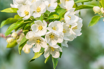 White blossoming apple trees in the sunset light. Spring season, spring colors.