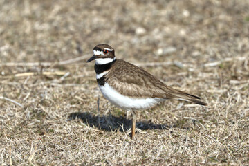 Striped bird that nests on the ground and feigns injury to protect nest by drawing away predators. 