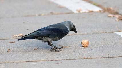 crow on the beach