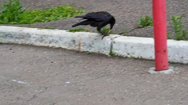 Crow forages on urban pavement searching for food scraps in a bustling city environment during the afternoon