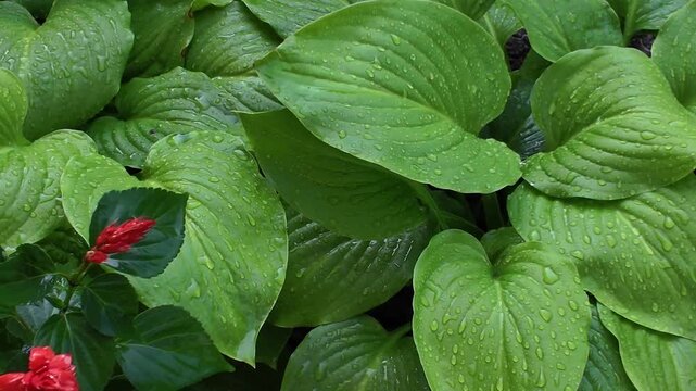 Raindrops falling on large hosta leaves in garden on rainy day, background