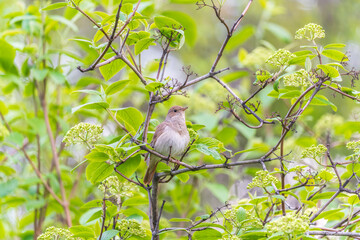 Thrush Nightingale, Luscinia luscinia. A bird sits on a tree branch and sings