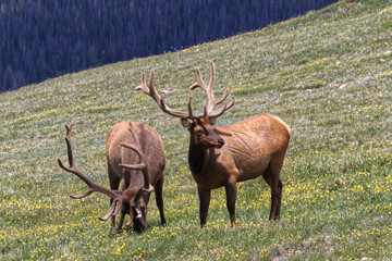 Bull elk bugling in the mountains during the fall rutting season. 
