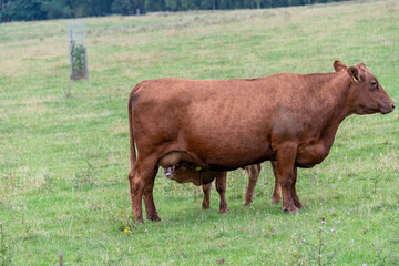 A red brown cow feeding a calf in a grass field with young trees and woodland behind.