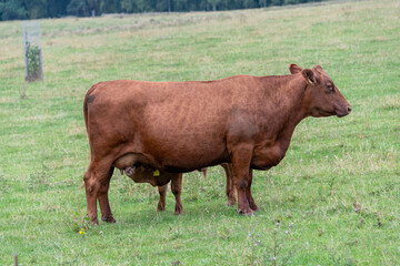 A red brown calf feeding from its mother in a grass field with woodland behind.