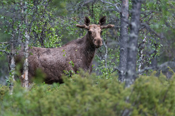 A Moose In A Forest In Sweden (Cervus Canadensis)