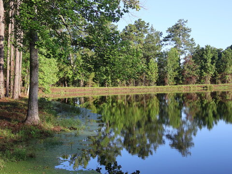 Pond in the forest