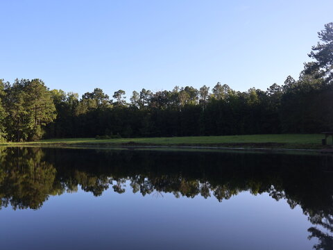 Pond Reflection with Bright Blue Sky