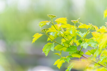 Nature of green leaf in garden at summer. Natural green leaves plants using as spring background cover page environment ecology