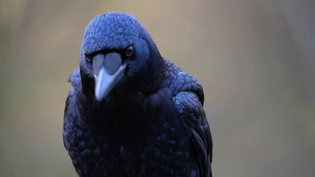 Gl&auml;nzender Rabe mit schillerndem Gefieder im direkten Blick