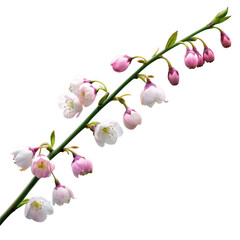 Obraz premium 3d delicate cherry blossom branch with buds
