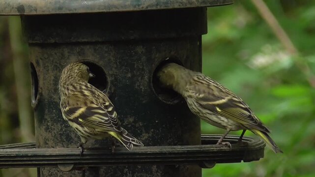 Two Female Eurasian Siskins (Spinus spinus) Feeding on a Sunflower Hearts Bird Seed Feeder