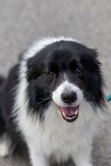 Fototapeta premium Happy black and white dog with fluffy coat.