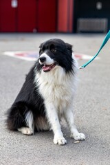 Border Collie on a City Sidewalk