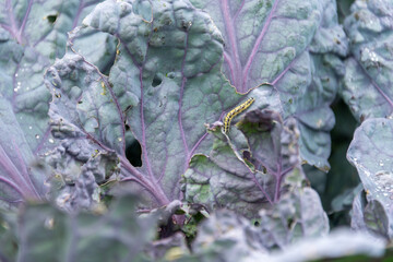 The black and yellow caterpillar of the large white butterfly on a purple brussels sprout leaf.