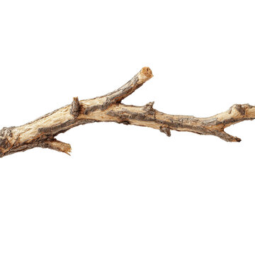 Natural tree branch laying on a white background displaying intricate textures and shades during daylight