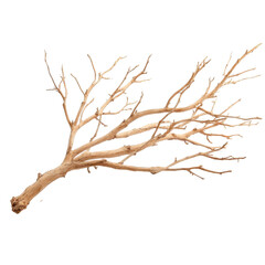 Fototapeta premium Unique dry branch with intricate structure found in a natural environment