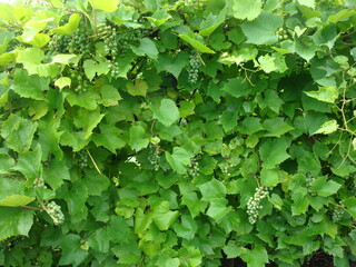 green leaves background. grape wall. wall made of grape leaves. bunch of grapes on vine