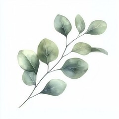 Green eucalyptus branches hand drawn on white background. For Invitation card in watercolor style, element isolated
