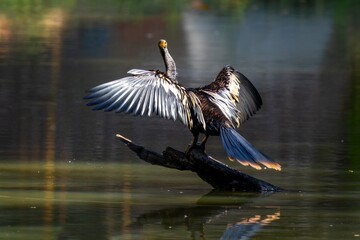 Anhinga sunbathing 