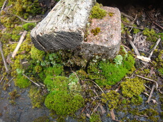 moss covered rocks