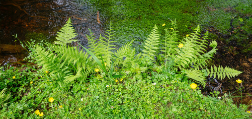 bracken near river in the new forest in hampshire england