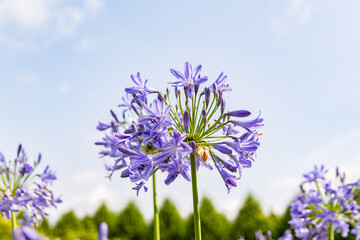 blue flowers in the garden