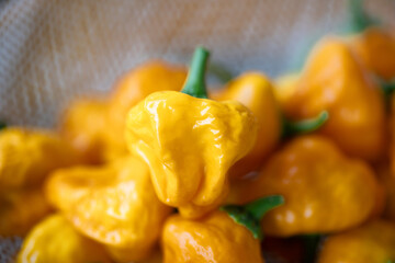 Fresh yellow Jamaican chili peppers