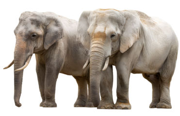 Two elephants facing opposite directions on a transparent background