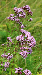 Summer flowering Origanum vulgare