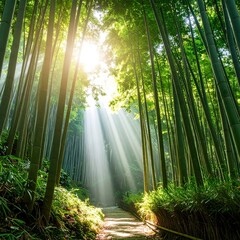 Sunlight streams through a bamboo forest