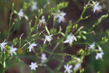 Anthericum ramosum blooms in nature in summer