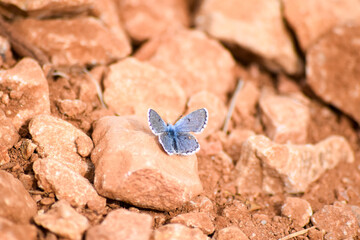 papillon posé