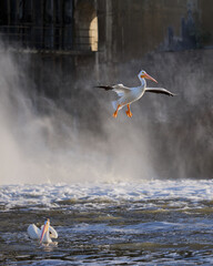American white pelican flying in front of dam with mist and water