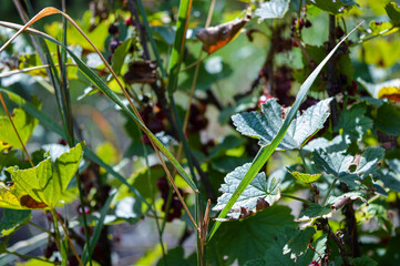 close-up of blackcurrant bush with dried and shriveled berries, showing signs of drought or disease. concept of crop failure, climate change, or plant pathology.